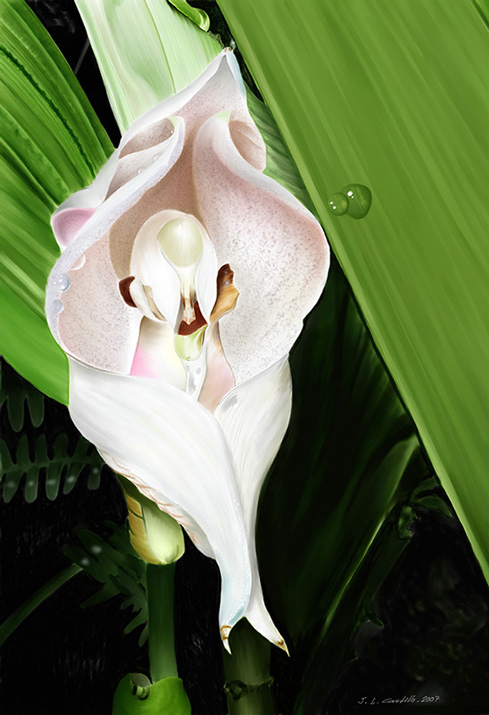 Anguloa virginalis | Plant & Flower Stock Photography 
